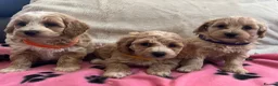 Cavapoochon dogs for sale: Cavapoochon puppies  - Advert 12
