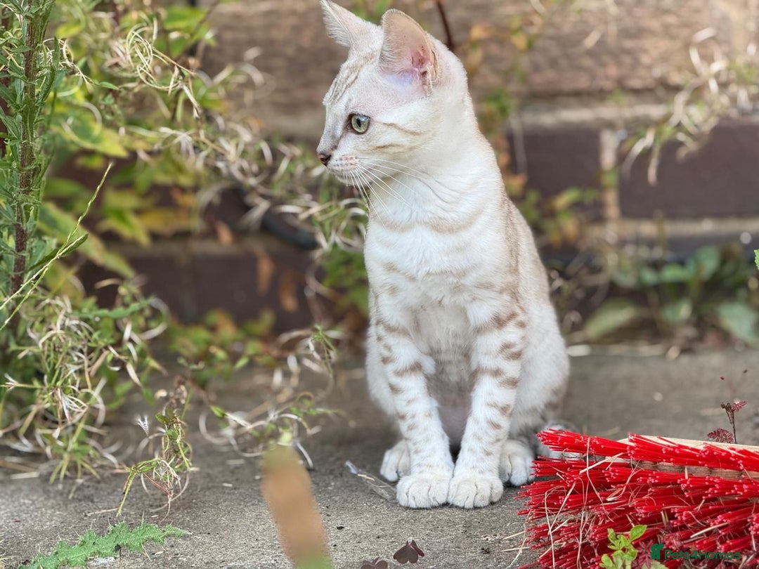 Bengal cats for sale: Champion line Bengal Snow Kittens  - Image 19