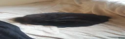 Mixed Breed cats for sale: Free - Bonded pair female cats - Advert 7