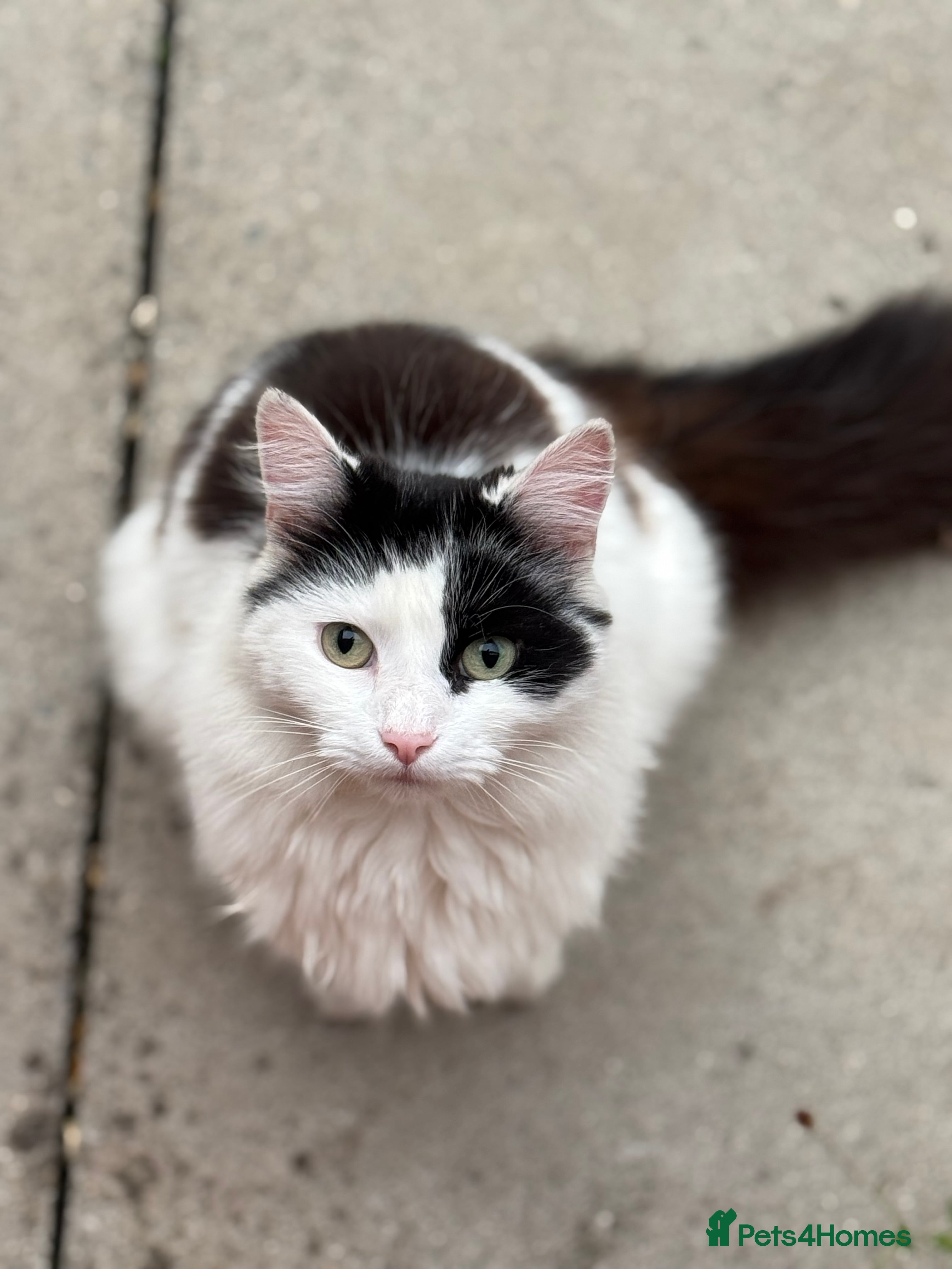 Mixed Breed cats Male Cat in Woodhall Spa - Advert 1