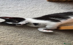 Mixed Breed cats for sale:  Blue eyes Flower pattern mark unique kitten  - Image 34