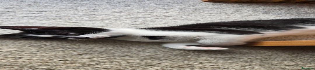 Mixed Breed Kitten 3