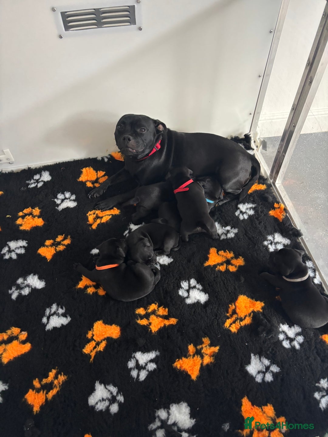 Staffordshire Bull Terrier dogs for sale: Unreal black Staffordshire bull terrier pups avail - Advert 12