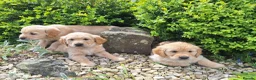 Golden Retriever dogs for sale: Beautiful litter of Golden Retriever puppies 🐶  - Advert 25