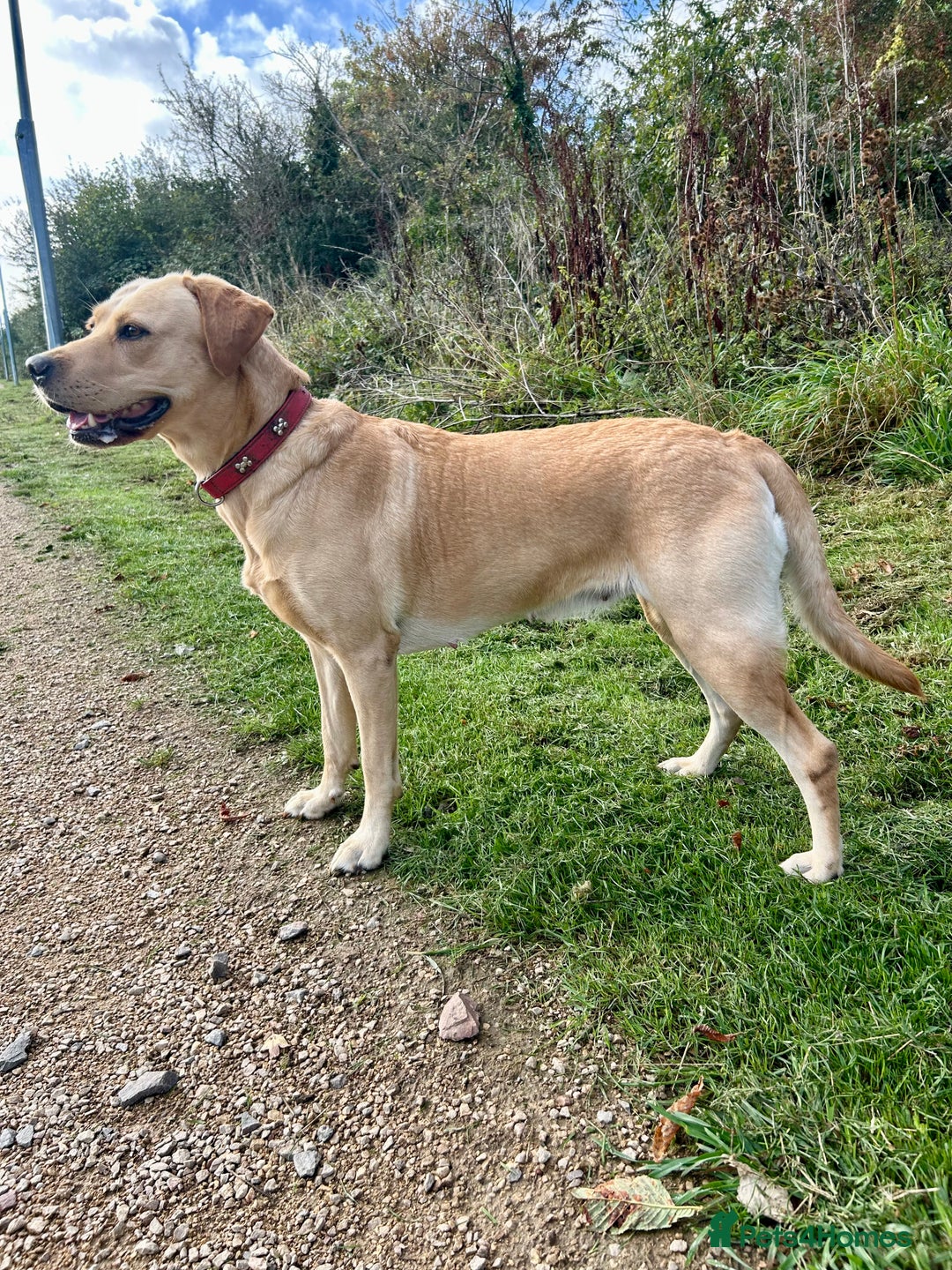 Labrador Retriever dogs for sale: Reservations open for a exceptional litter.  - Image 3