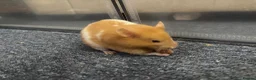 Hamster rodents for sale: Piku - Cute, young, playful healthy hamster - Advert 3