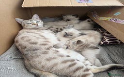 Ragdoll cats for sale: Adorable Ragdoll X Snow Bengal Kittens - Advert 8