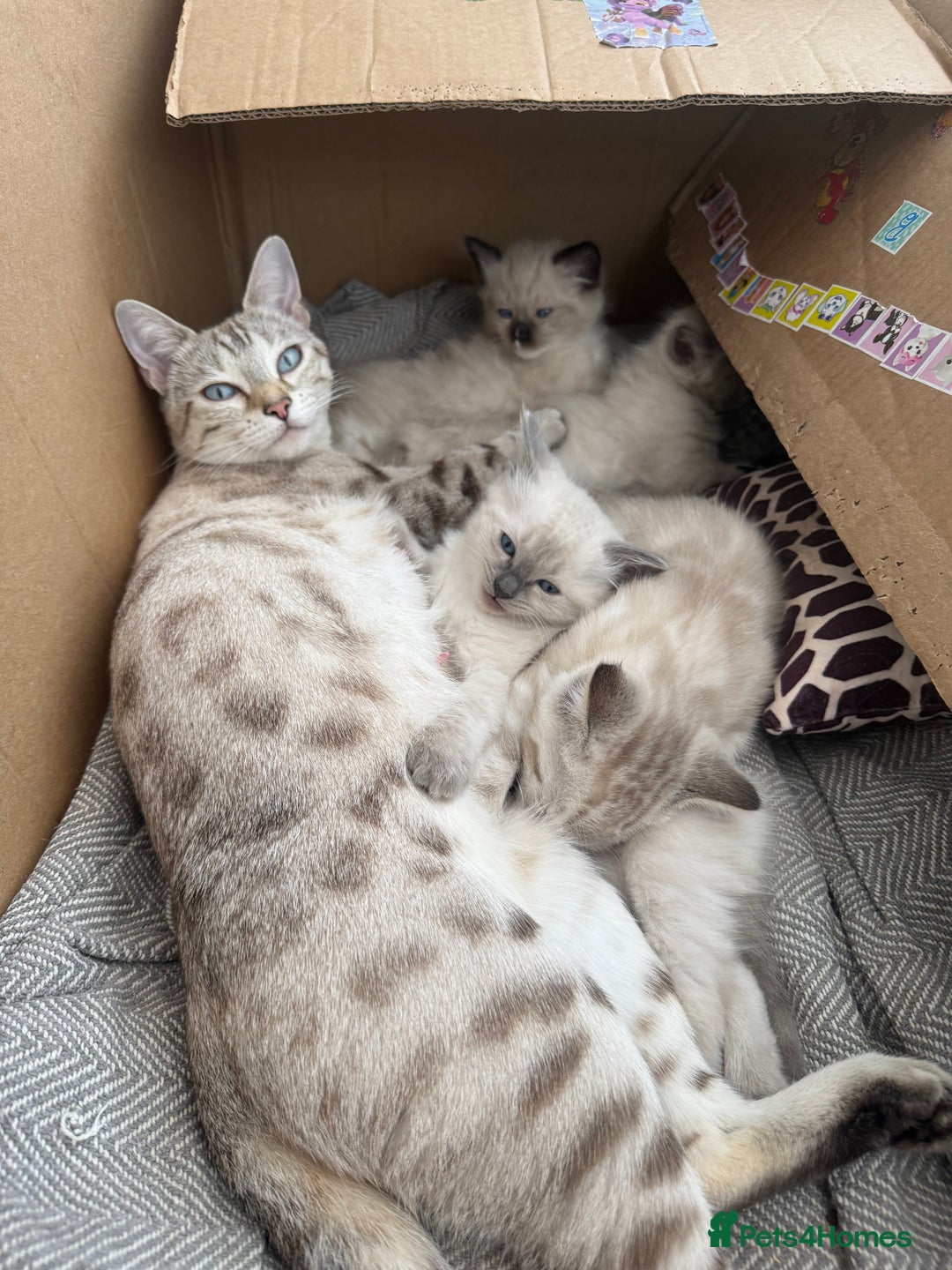 Ragdoll cats for sale: Adorable Ragdoll X Snow Bengal Kittens - Advert 8