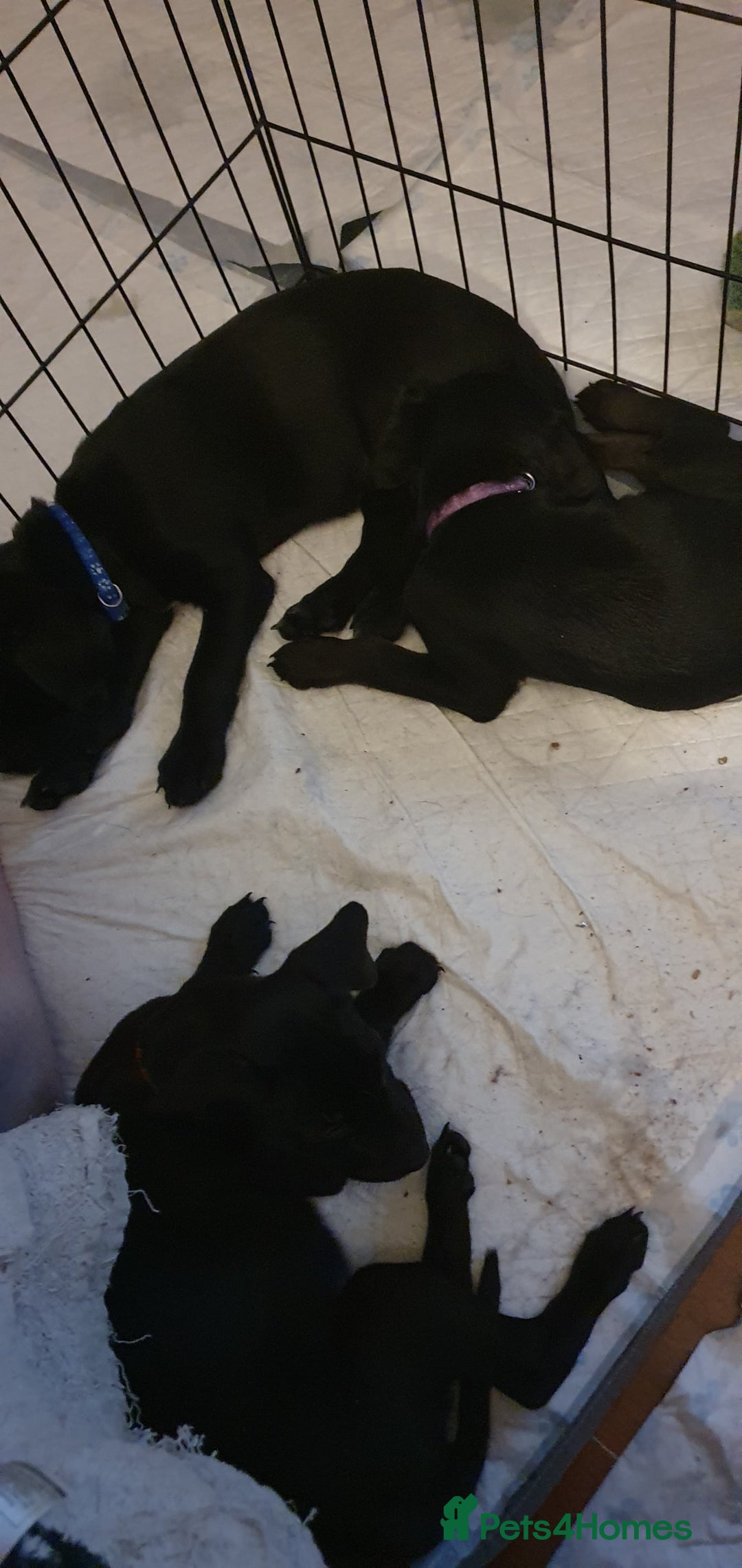 Mixed Breed dogs for sale: 13 Beautiful Labrador Cross Puppies for September  - Image 3