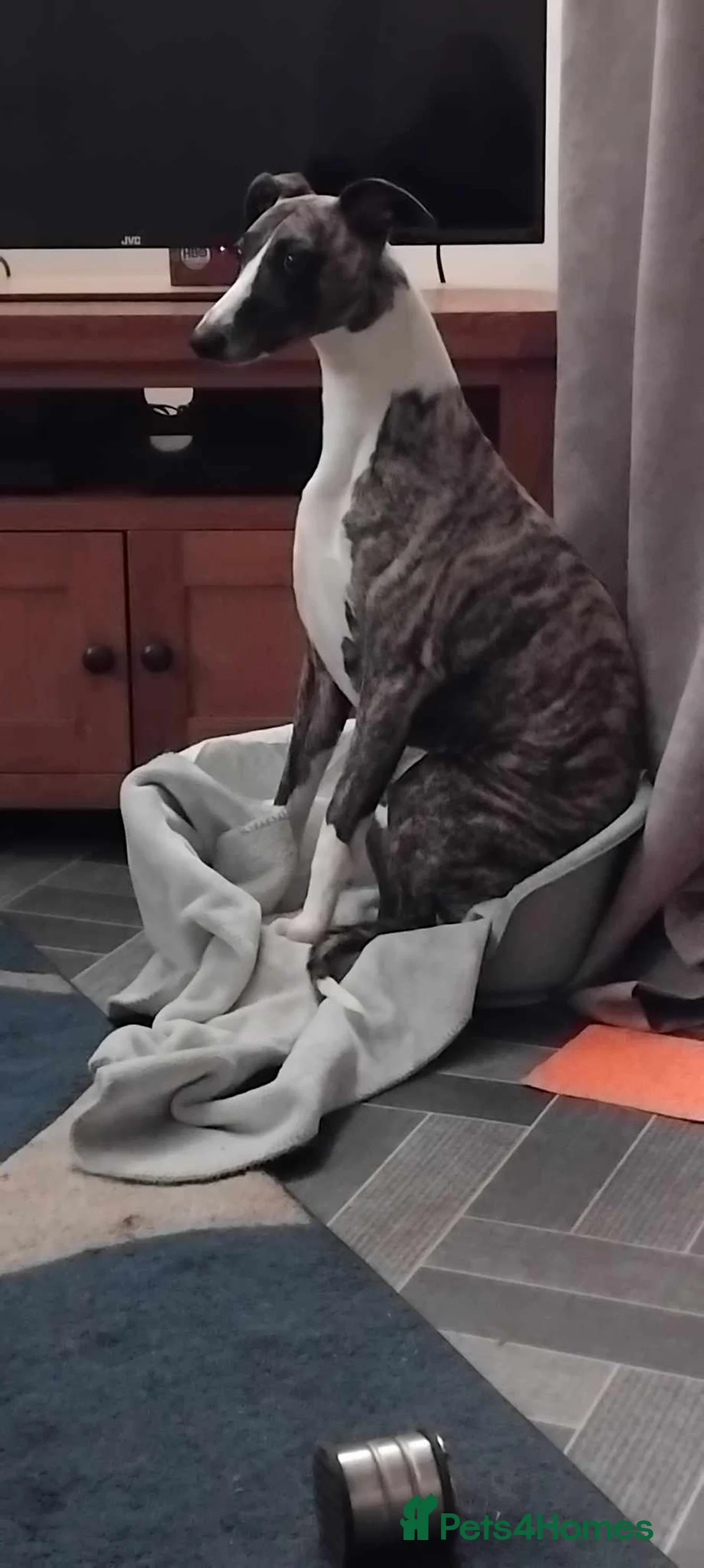 Whippet dogs for stud: KC Registered Whippet at stud in Crook - Advert 3