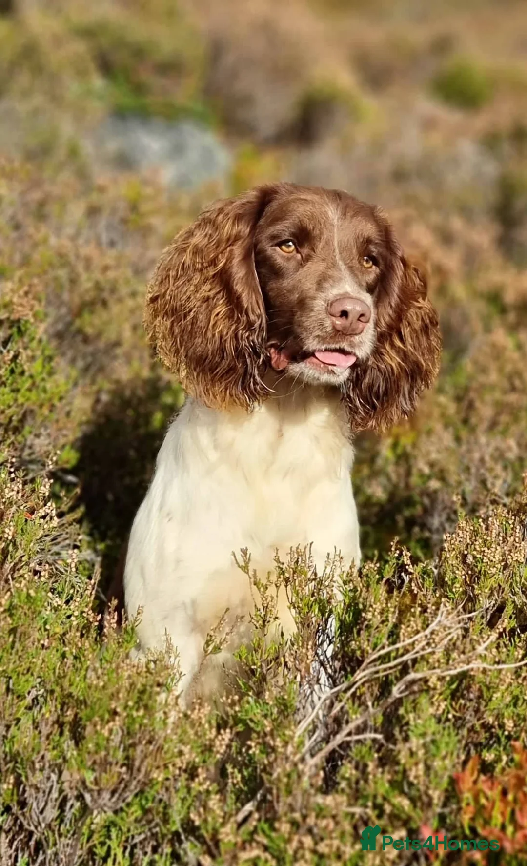 English Springer Spaniel dogs for stud: Springer Dog at Stud  in Alford - Advert 5