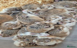 Hamster rodents for sale: Roborovski hamsters - Image 1