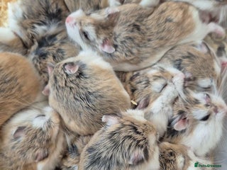 Hamster rodents - Advert 18