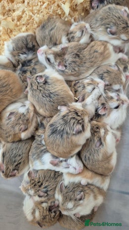 Hamster rodents - Advert 8