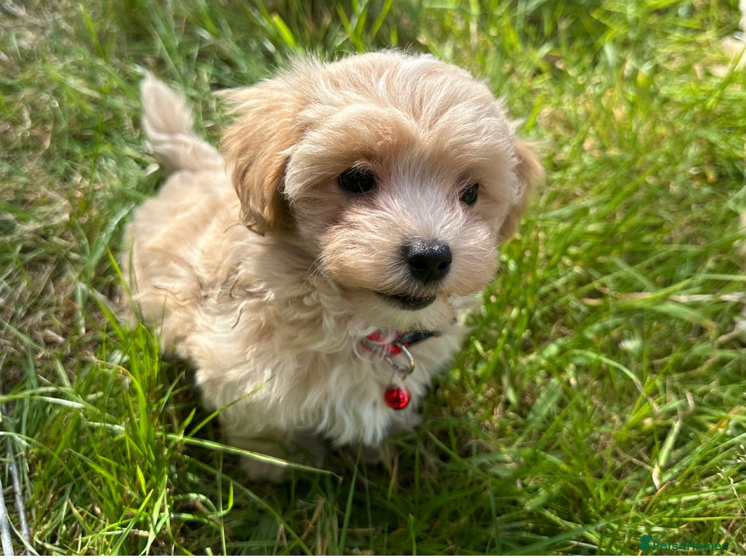 Maltipoo dogs for sale: F1 tiny Maltipoo’s  - Image 5