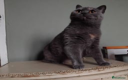 British Shorthair cats for sale: Beautiful British Shorthair  - Image 4