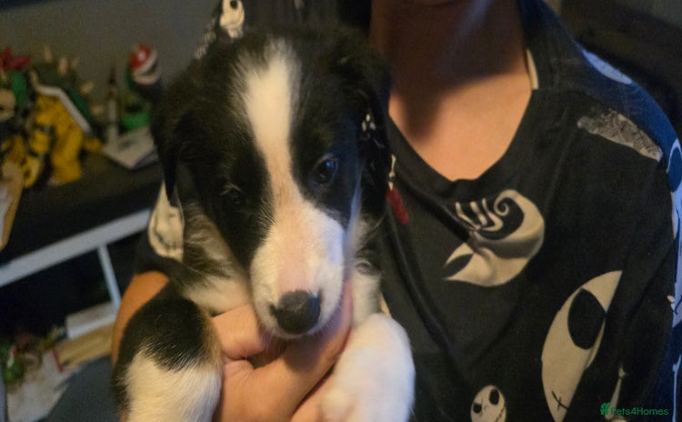 Border Collie dogs - Advert 15