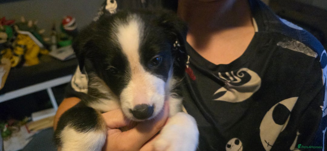 Border Collie dogs for sale: 9 border collie pups  - Image 6