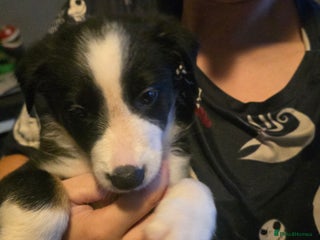 Border Collie dogs - Advert 16