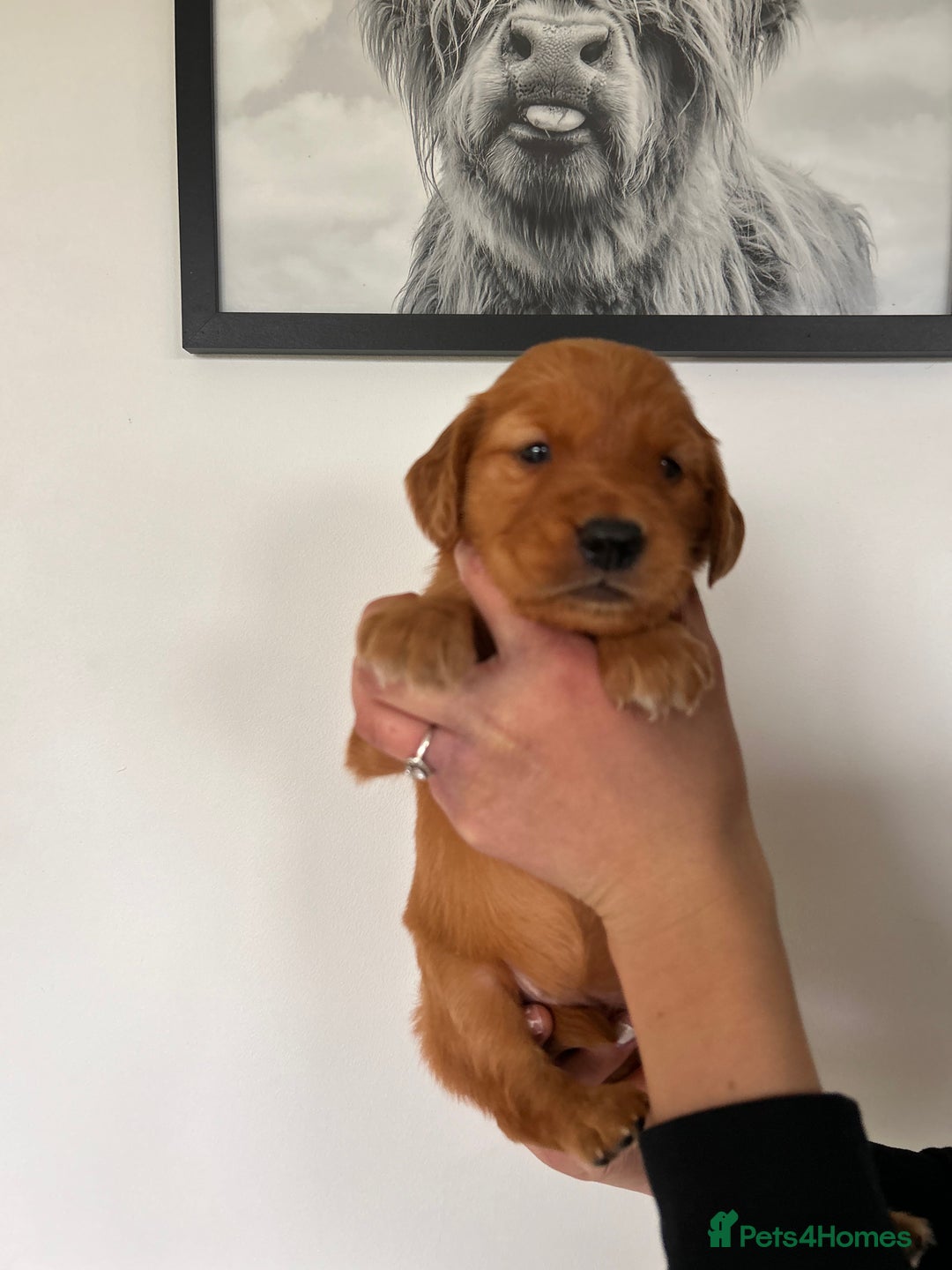 Golden Retriever dogs for sale: Dark Working Golden Retriever puppies - Advert 30