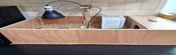 Tortoise reptiles for sale: Baby horsefield tortoise with full set up - Advert 6