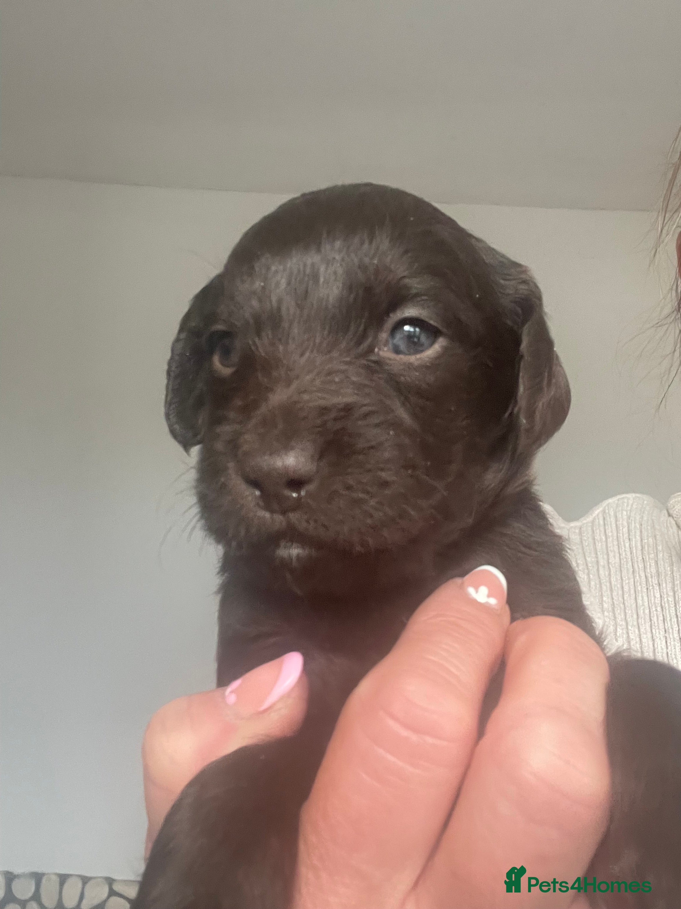 Labradoodle dogs F1 Miniature Labradoodle puppies - Advert 2