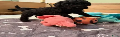Puppy 4 - Lamby