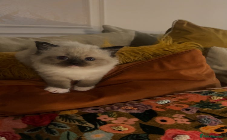 Ragdoll cats - Advert 4