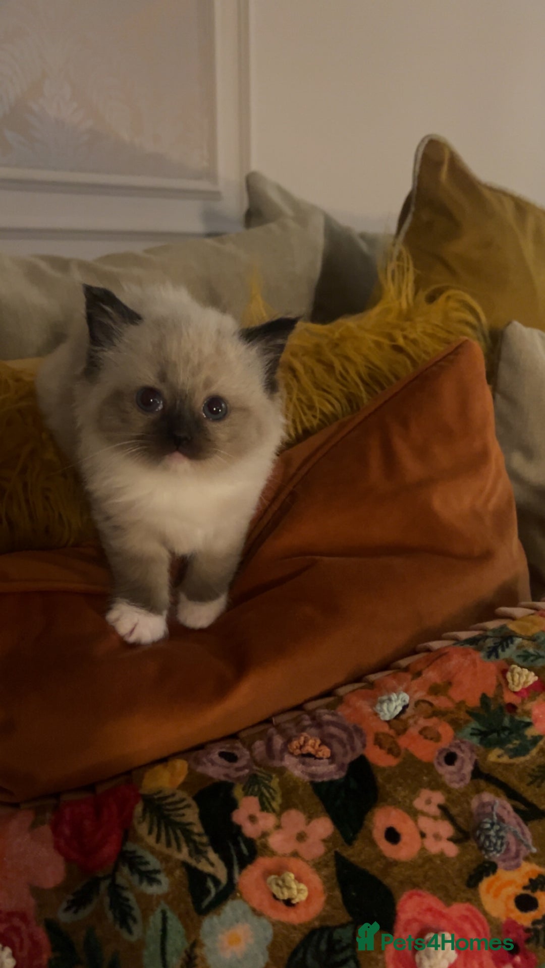Ragdoll cats for sale: Ragdoll Kitten - Advert 1