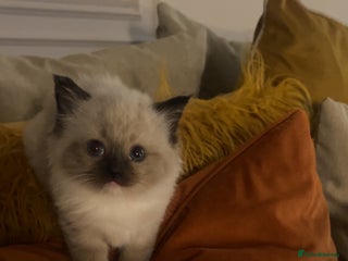 Ragdoll cats - Advert 23