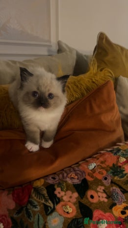 Ragdoll cats - Advert 2