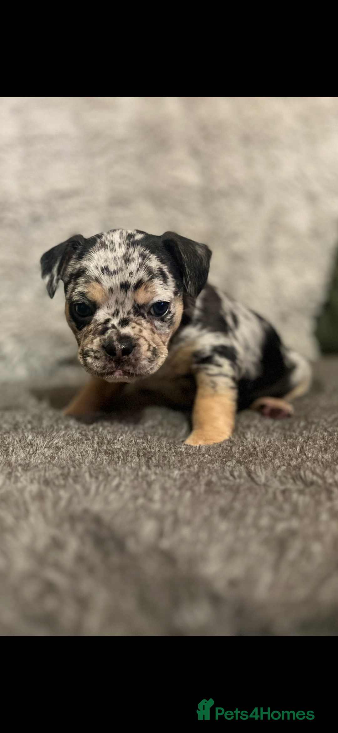 Mixed Breed dogs for sale:  French bulldog 1/4 chihuahua puppies  - Advert 4