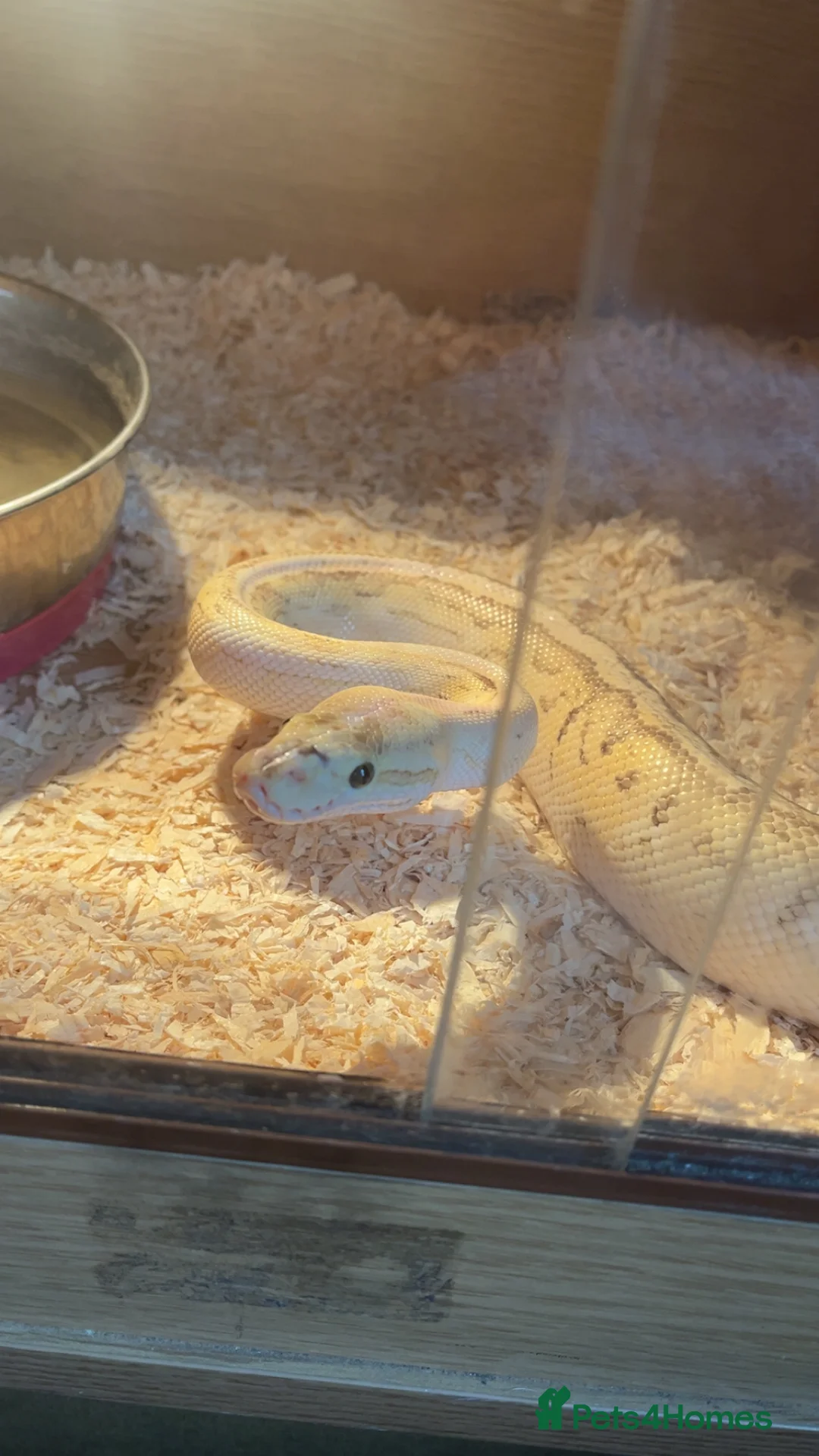 Python Snake reptiles for sale: Banana lesser pinstripe ball python - Advert 1