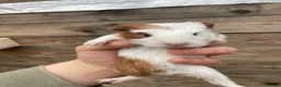 Guinea Pig rodents for sale: Gorgeous guinea pigs  - Advert 4