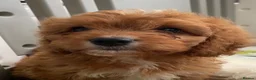 Cavapoo dogs for sale: ADORABLE CAVAPOO PUPPIES  - Advert 26