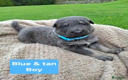 German Shepherd dogs for sale: K.C German Shepherd puppies - Image 2