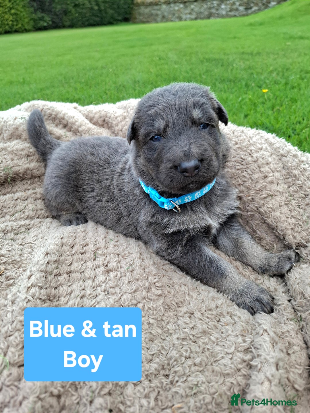 German Shepherd dogs for sale: K.C German Shepherd puppies - Image 2