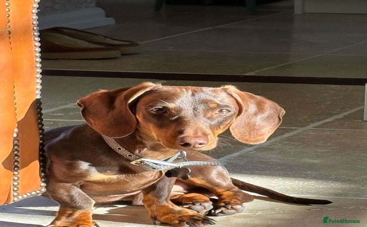 Miniature Dachshund dogs - Advert 6