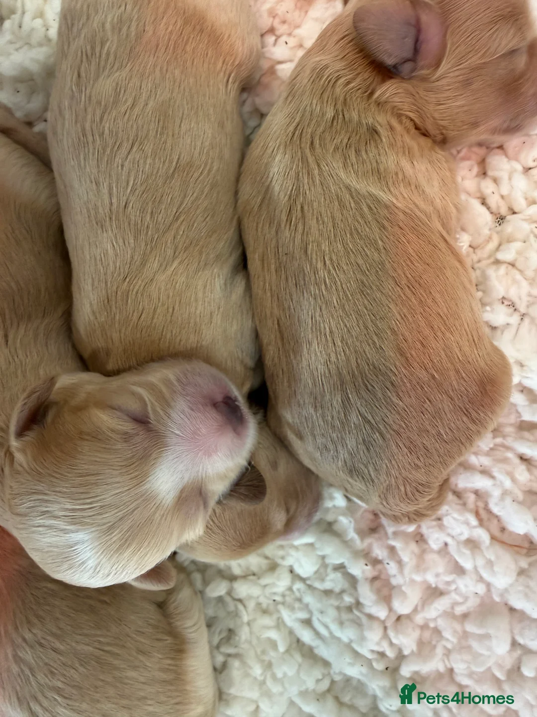 Maltipoo dogs for sale: Absolutely stunning f1 Maltipoo babies.  - Advert 1