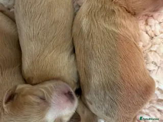 Maltipoo dogs Absolutely stunning f1 Maltipoo babies. - Advert 1