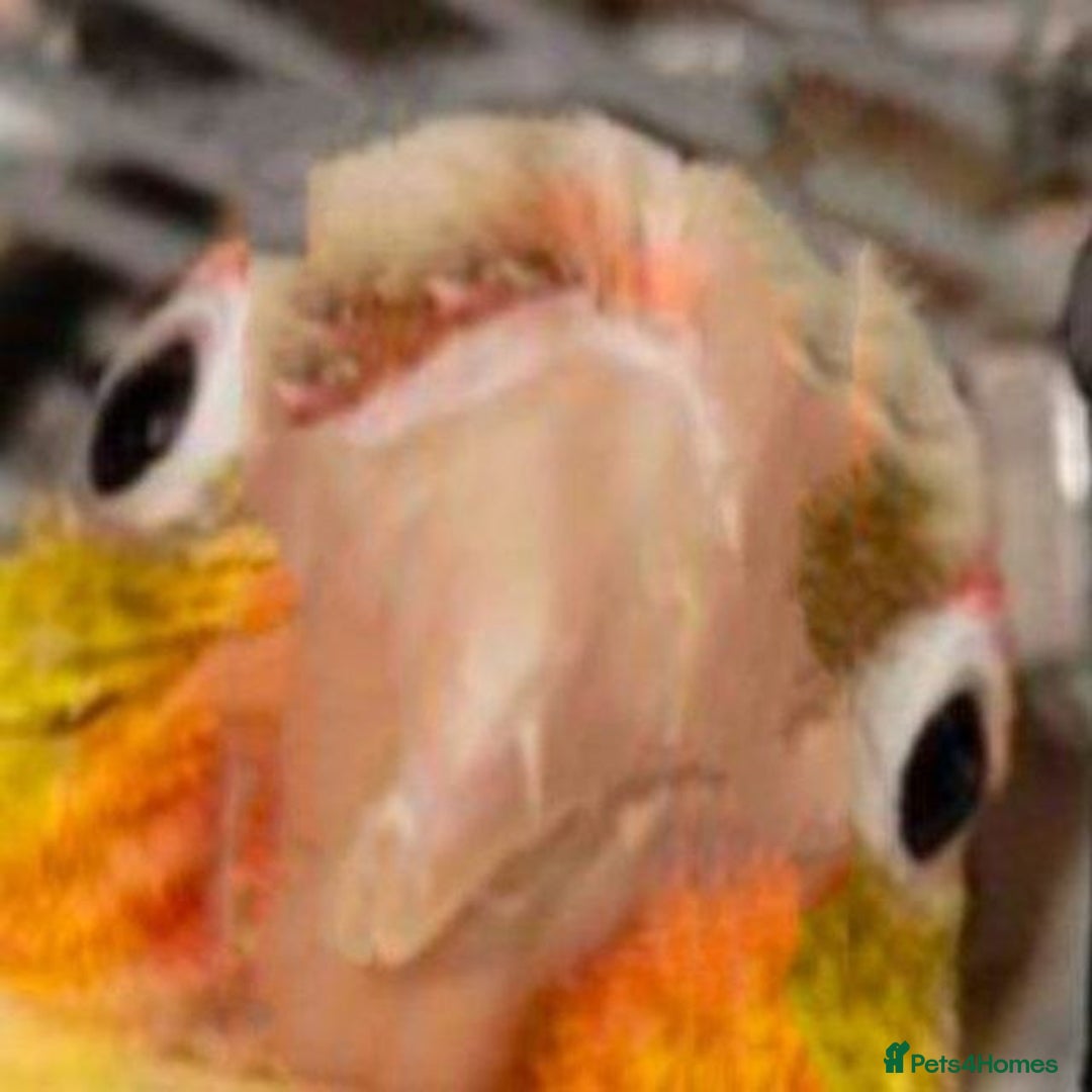 Conures birds for sale: Vibrant Conure Duo – Must Go Together! - Advert 4