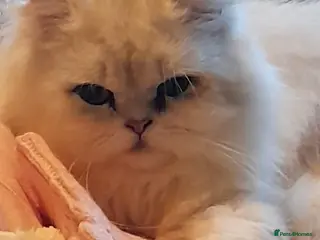 Persian cats Stunning Persian chinchilla for stud - Advert 3
