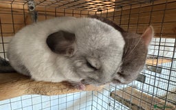 Chinchilla rodents for sale: Trio of Young Males - Image 4