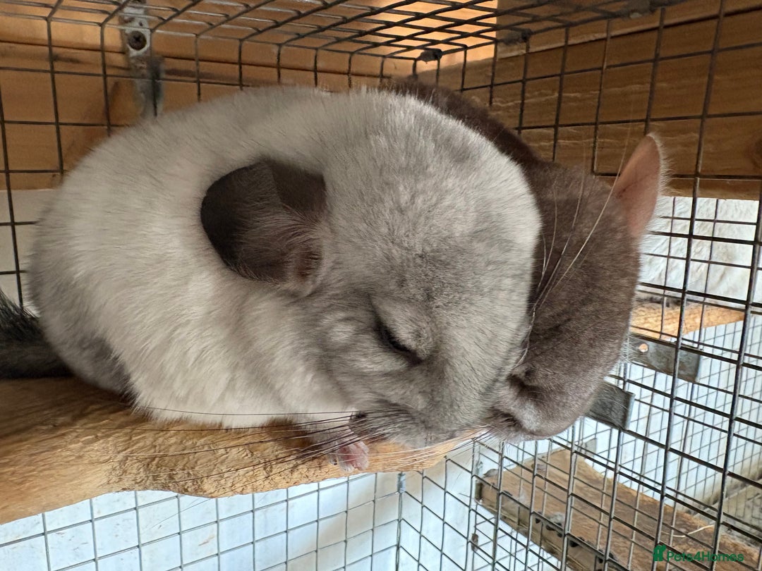 Chinchilla rodents for sale: Trio of Young Males - Image 4