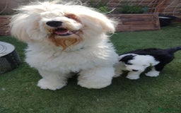 Old English Sheepdog dogs for sale: OLD ENGLISH SHEEPDOG PUPPIES BORN 24 MARCH KC REG - Image 3