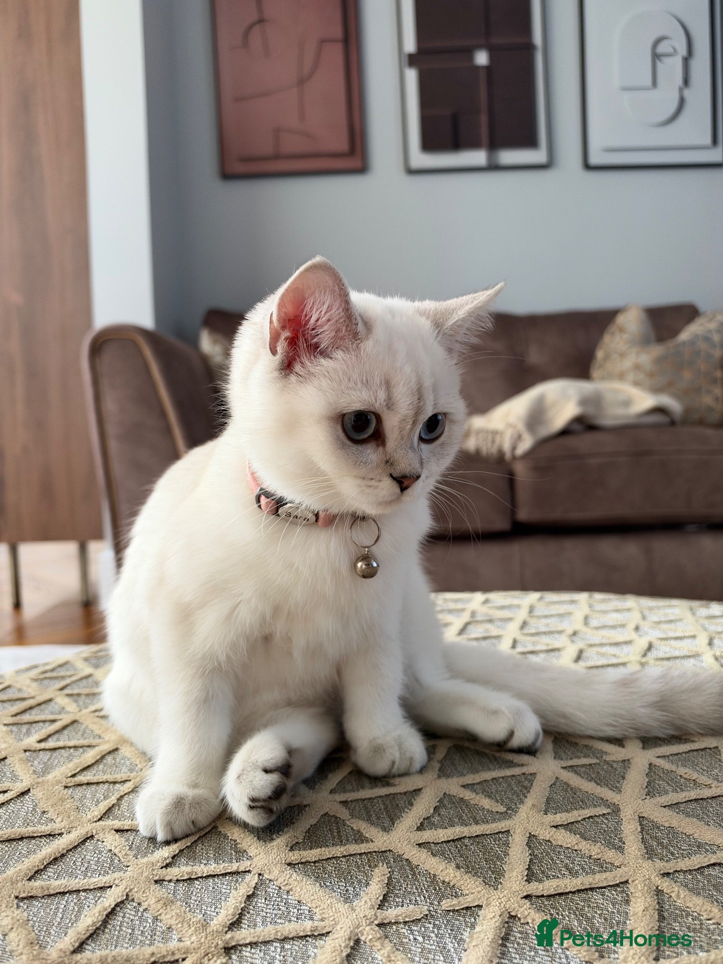 British Shorthair cats for sale: Cat for sale  - Advert 2
