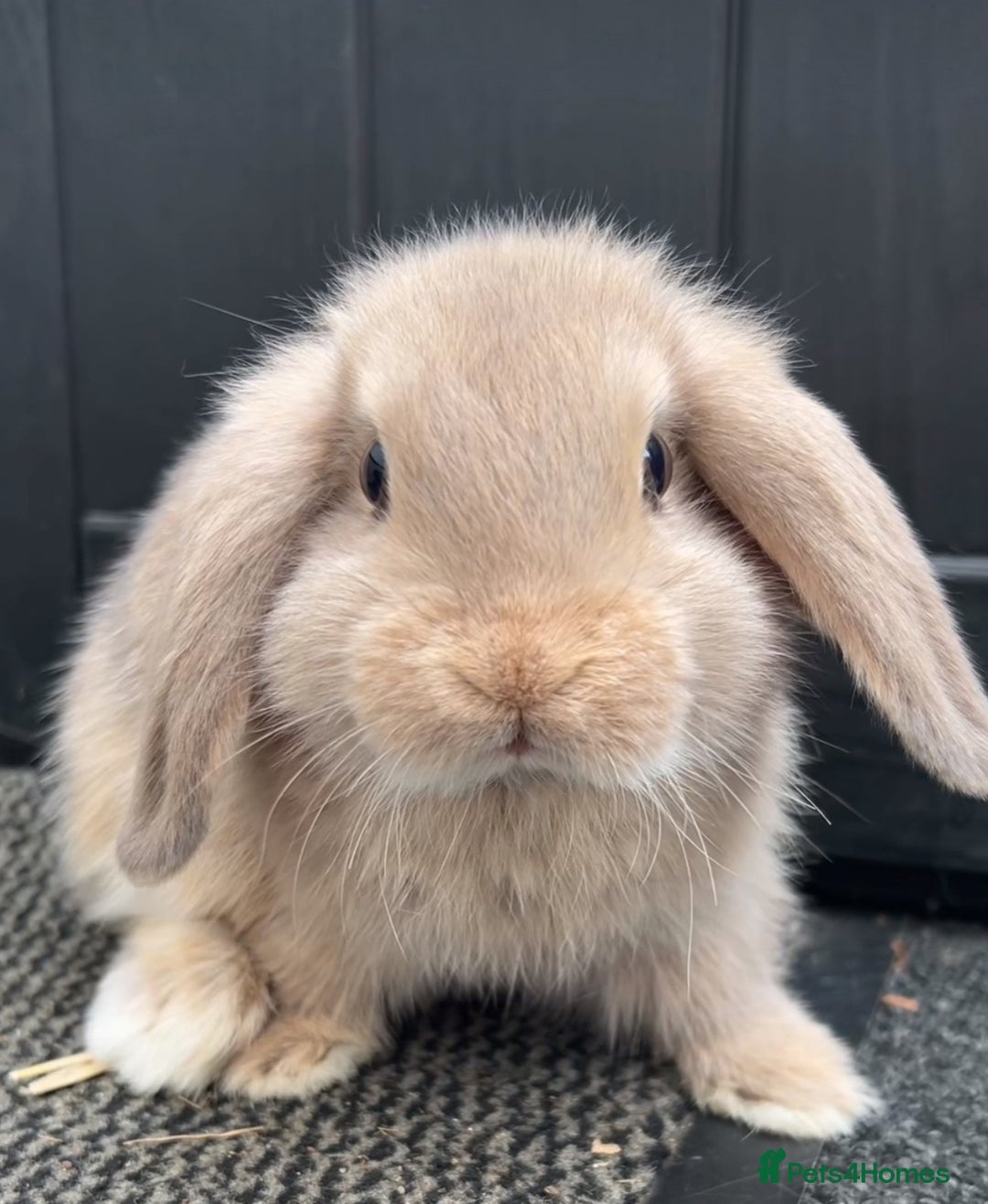 Mini Lop rabbits for sale: 2 mini lops - Image 10