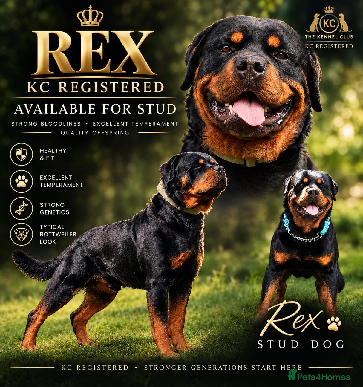 Rottweiler dogs KC register proven boy - Advert 5