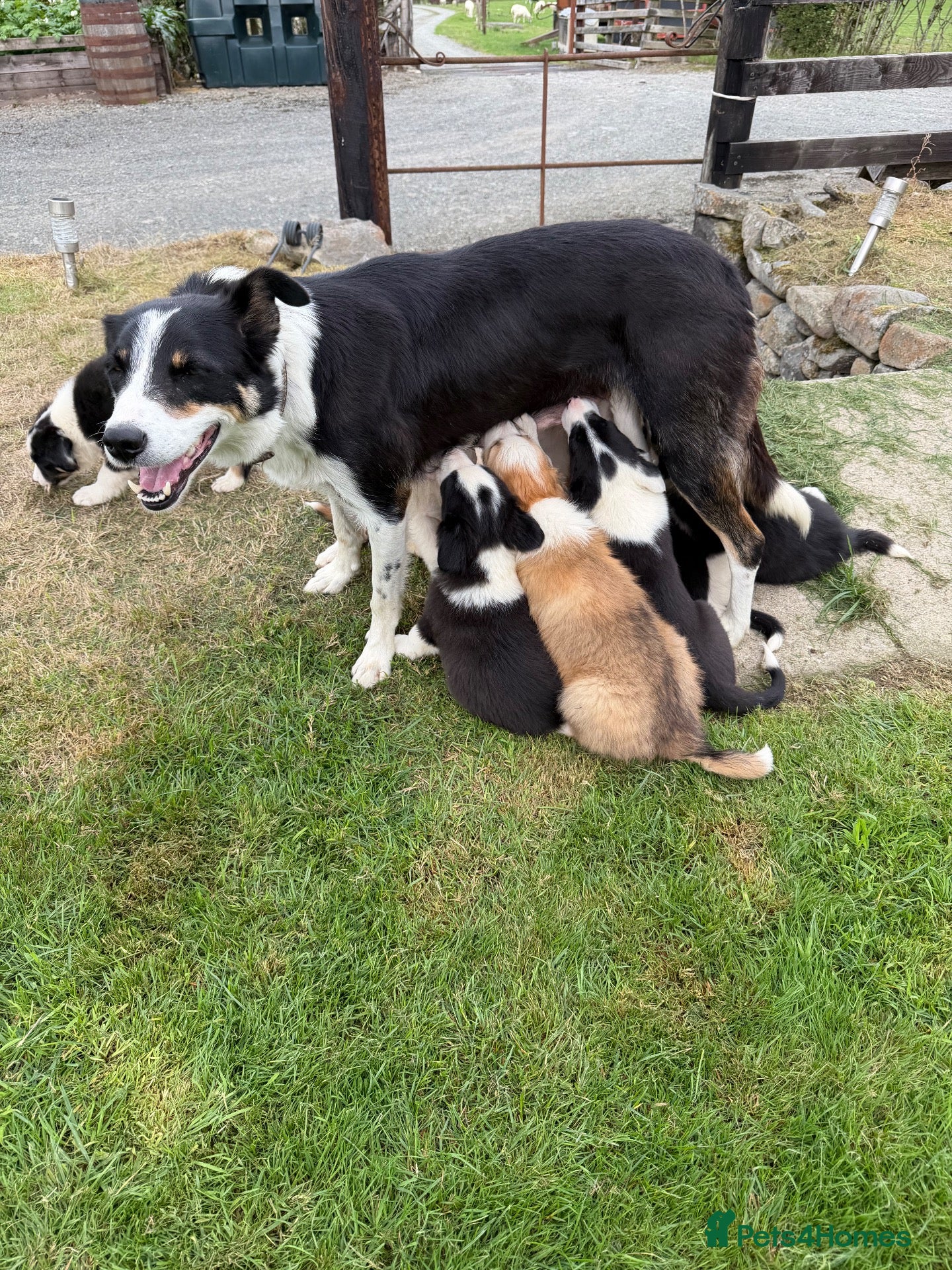 Border Collie dogs Border collie pups for sale - Advert 1