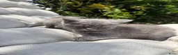 British Shorthair cats for sale: British short haired kittens - Advert 18